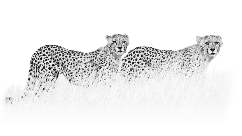 Drawing of two cheetahs, side by side, almost as if one was a clone of the other.