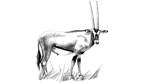 Drawing of a gemsbok, a large antelope.