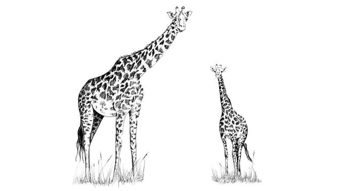 Drawing of two giraffes, a large one – an adult – and a tinier version – a child.